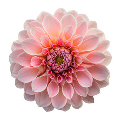 Wall Mural - pink dahlia flower