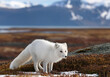 © Alexander Reitter - Polar fox in arctic landscape