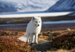 © Alexander Reitter - Polar fox in arctic landscape
