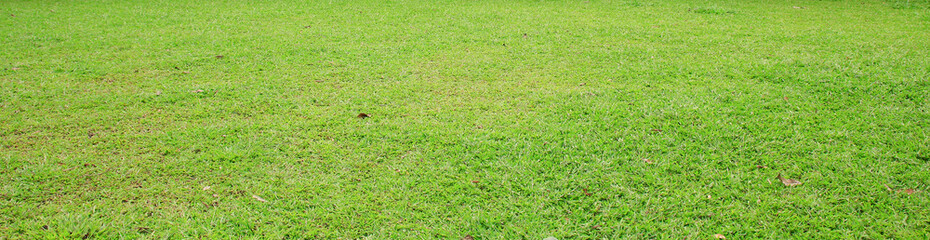 Wall Mural - green grass field