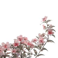 Wall Mural - pink flowers branch