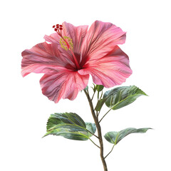 Wall Mural - pink hibiscus flower on white background