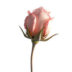 Wall Mural - pink rose bud