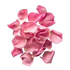 Wall Mural - pink rose petals