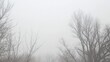 © Molesay - Foggy winter landscape with bare trees.