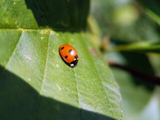 Wall Mural - Ladybird on flower leaf garden