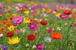 © Michael - Cheerful Wildflowers Blooming in a Vibrant Springtime Meadow