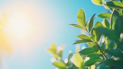Wall Mural - Bright Sunlight Illuminates Lush Green Leaves Against Blue Sky