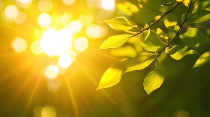 Wall Mural - Golden Sunlight Illuminates Vibrant Green Leaves On Branch