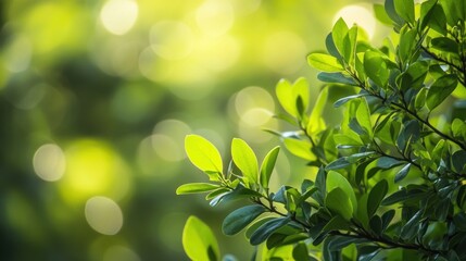 Wall Mural - Lush Green Leaves Basking In Sunlight