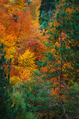 Wall Mural - A natural landscape with autumn colors. Colorful nature background. Bolu Mengen Türkiye.