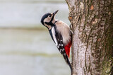 Dzięcioł duży, dzięcioł pstry większy (Dendrocopos major) na pniu drzewa