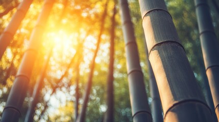 Aufkleber - Sunlit Bamboo Forest Tall Trunks Reach Skyward