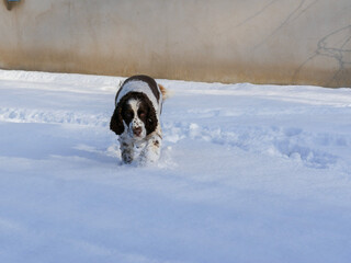 Portrait of a dog in the snow. English springer spaniel in winter landscape. Cute pet portrait. Winter wonderland. Seasonal picture.