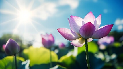 Poster - Serene Pink Lotus Flower Blooming in Natural Sunlit Landscape of Vibrant Green Foliage and Blue Sky : Generative AI