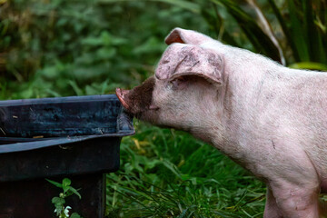 Wall Mural - Lone 13 week old piglet in her enclosure, Image shows a single Large white crossbred piglet 