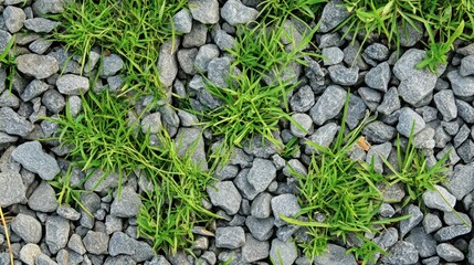 Poster - A close-up view of grass growing between small gravel stones.