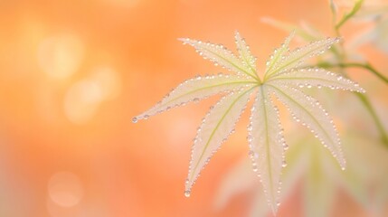 Poster - A close-up of a delicate maple leaf adorned with dew against a soft, warm background.
