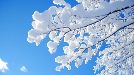 Poster - Snow Covered Branches Against A Vivid Blue Sky