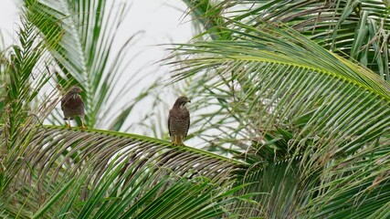 Sticker - Grey-faced buzzard landing in a tree 