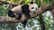 © Shahid - Above, the branches swayed gently in the breeze, creating a peaceful moment of harmony between the panda and its natural surroundings.
