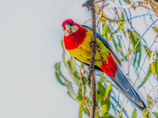 Wall Mural - Diagonally Perched Colourful Eastern Rosella