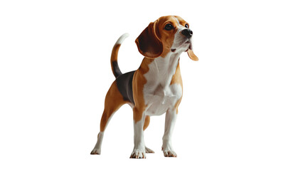 Wall Mural - Transparent background beagle dog stands proudly, showcasing its distinctive brown and white coat, alert expression, and playful demeanor. This breed is known for its friendly nature and keen sense