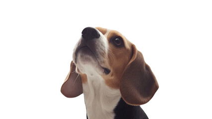 Wall Mural - Transparent background beagle dog looking up with curiosity and attentiveness, showcasing its distinctive features and expressive face. This breed is known for its friendly nature and keen sense of