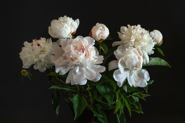 Wall Mural - Beautiful bouquet of white peonies close-up on a dark background.