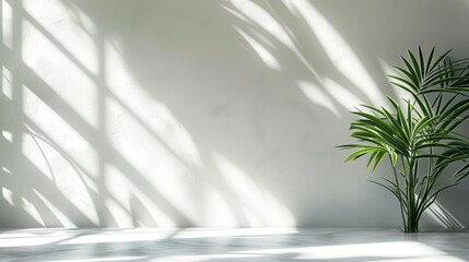 Aufkleber - Minimal Abstract Background with Blurred Plant Shadows on White Wall for Product Presentation