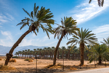 Wall Mural - Curved old palm trees and plantation of date palm plantations at the distance, above cumulus clouds, concept sustainable agriculture industry in desert and arid areas of the Middle East