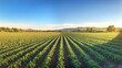 © deimos.az - Soybean leaves on a soybean farm plantation. oy plant on a field. Concept of ecology, monoculture, conservation, deforestation, agriculture.
