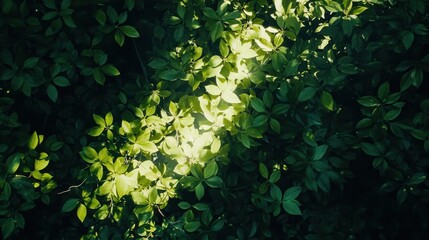 Poster - Aerial view of a vibrant jungle canopy illuminated by sunlight during a serene day in a lush tropical rainforest