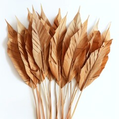 Poster - dried palm leaves showing intricate veins and stems forming a fan shape on white background