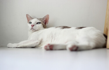 Wall Mural - The cat lay on the floor in living room