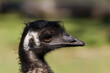© Austockphoto - Close-up view of an emu head in profile.