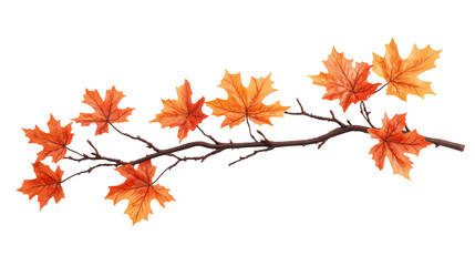 A autumn maple tree branch with orange leaves on a transparent background cutout,