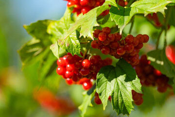 Wall Mural - Ripe red viburnum berries, bunches on branches with leaves in natural conditions