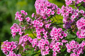 Wall Mural - blooming pink phlox on a flower bed in the garden