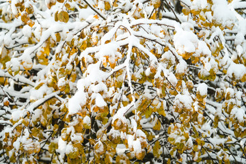 Wall Mural - winter frozen river covered with snow, with birches on the banks