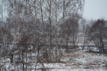 Wall Mural - winter frozen river covered with snow, with birches on the banks