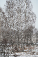 Wall Mural - winter frozen river covered with snow, with birches on the banks