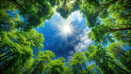 Aufkleber - Sunlight streaming through a canopy of lush green trees creating a vibrant, natural frame for the sky