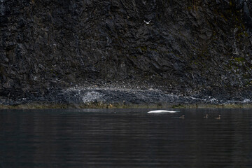 svalbard north pole beluga whale