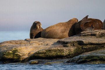 svalbard north pole walrus colony