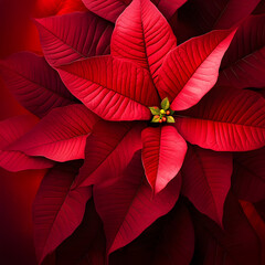 Wall Mural - Abstract background with red Poinsettia leaves. Square composition.
