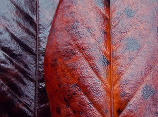 Wall Mural - Brown falled dry magnolia leaves textured background
