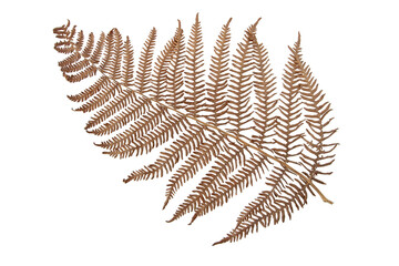 Wall Mural - Bracken,pteridium aquilinum, brake or eagle fern brown autumn colored frond isolated transparent png