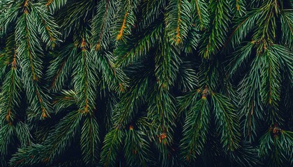 Poster - Close-up of lush evergreen fir tree branches with vibrant green needles, perfect for Christmas, holiday decorations, natural winter backgrounds, or seasonal eco friendly festive designs
