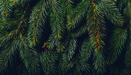 Poster - Close-up of lush evergreen fir tree branches with vibrant green needles, perfect for Christmas, holiday decorations, natural winter backgrounds, or seasonal eco friendly festive designs